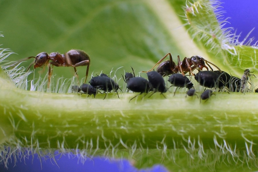 L�usefarm 3