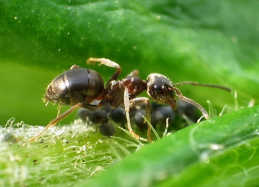 L�usefarm 5