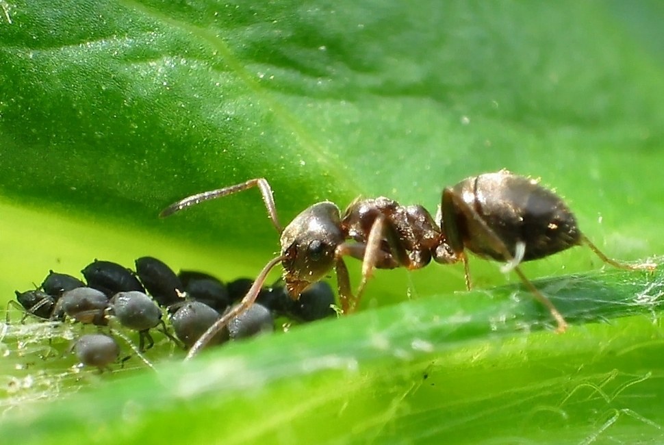 L�usefarm 6