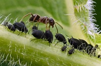 L�usefarm 2