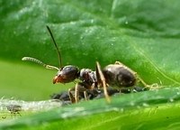 L�usefarm 7