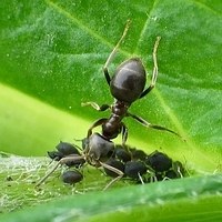 L�usefarm 8