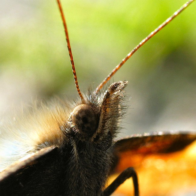 hairy Eyes