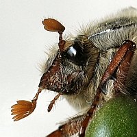 Eyes2