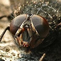 Eyes6