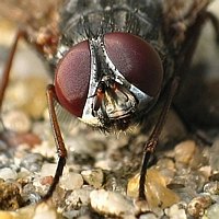 Eyes11
