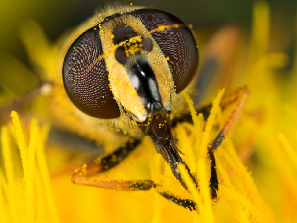 Pollensauger