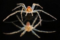 Spiegelspinne