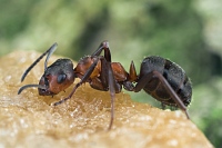 Sweet Ant