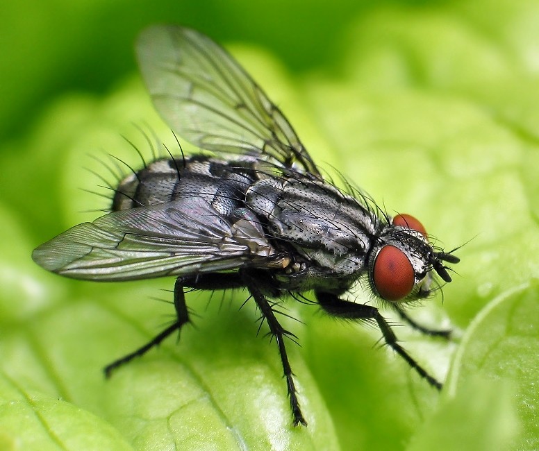 Sarcophaga Carnaria