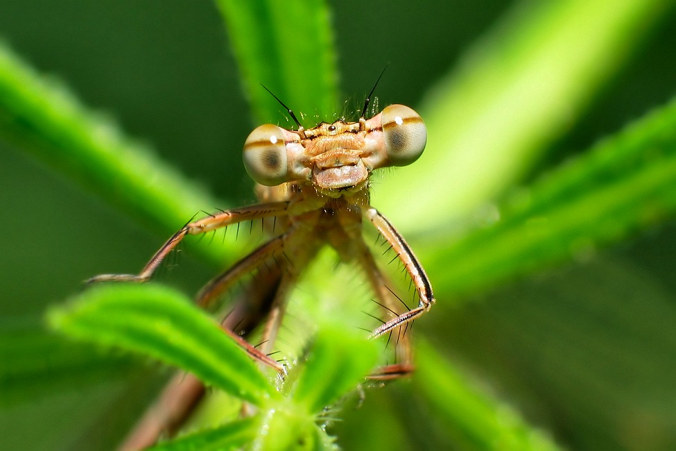 smiling Alien