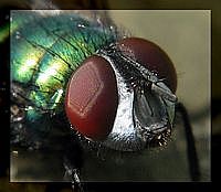Fliege