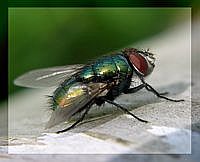 Fliege