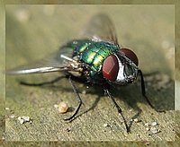Fliege