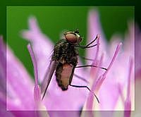 Fliege