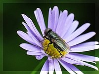 Fliege