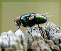 Fliege