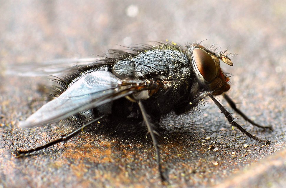 Just another Fly