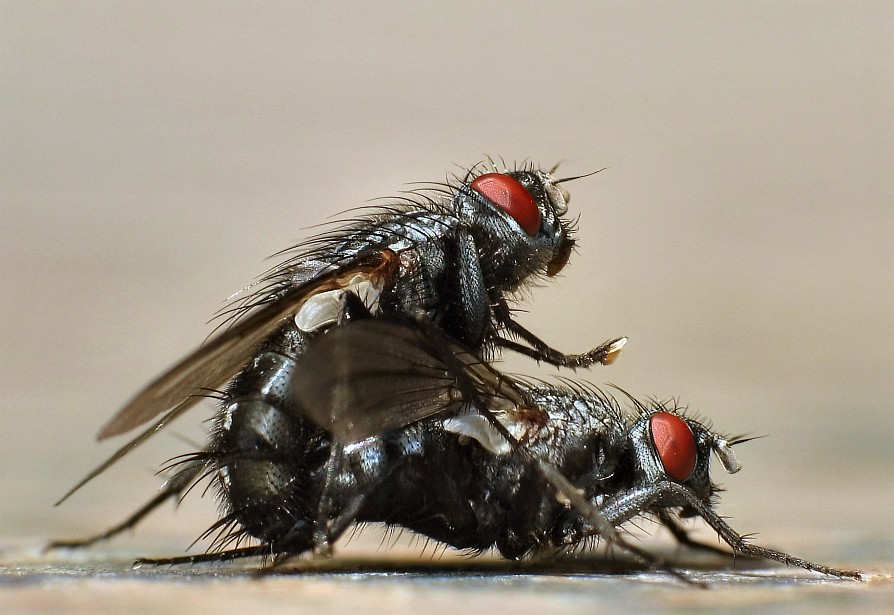 Mach noch ne Fliege
