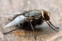 Just another Fly