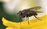 small Fly