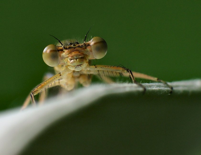 Dragon Fly 1
