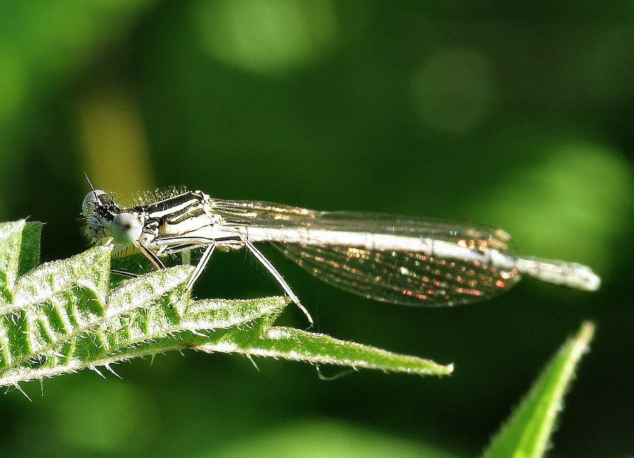 Dragon Fly 10