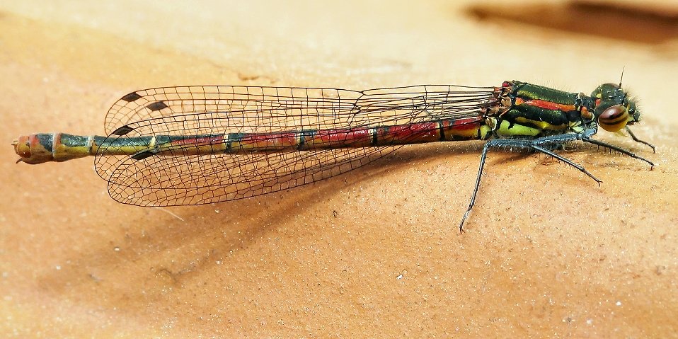 Dragon Fly 11