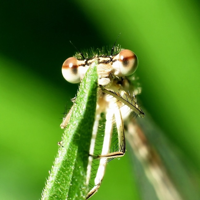 Dragon Fly 12