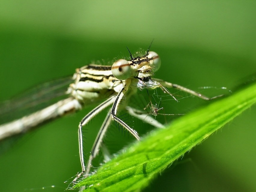 Dragon Fly 14