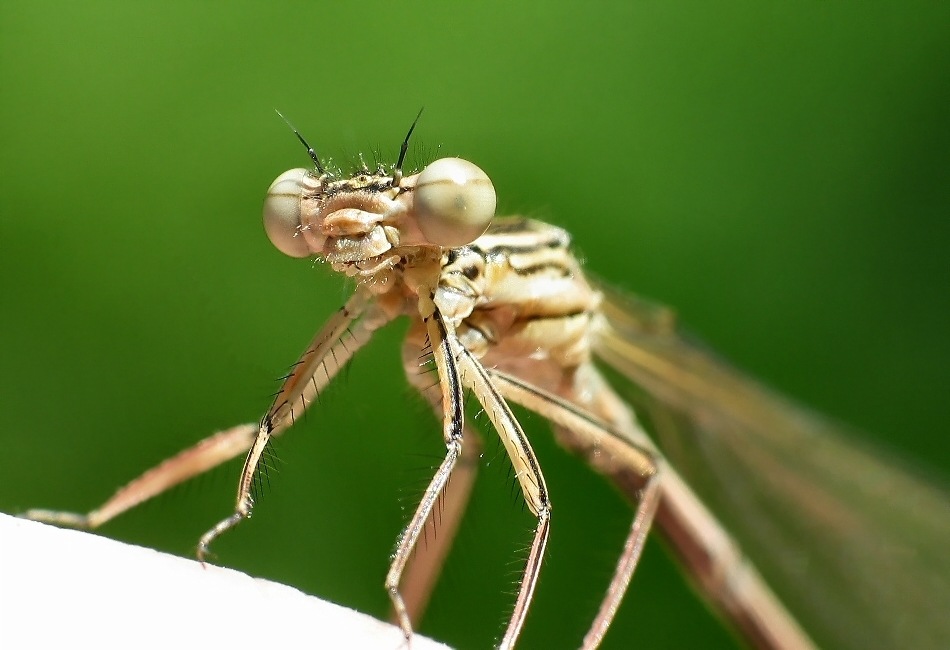 Dragon Fly 14