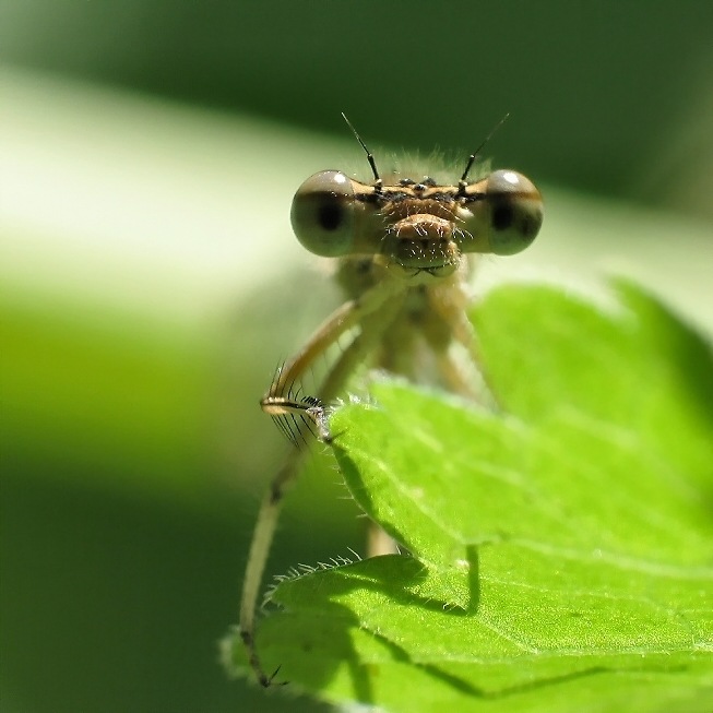 Dragon Fly 15