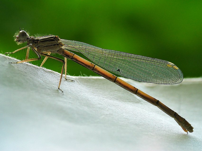 Dragon Fly 2