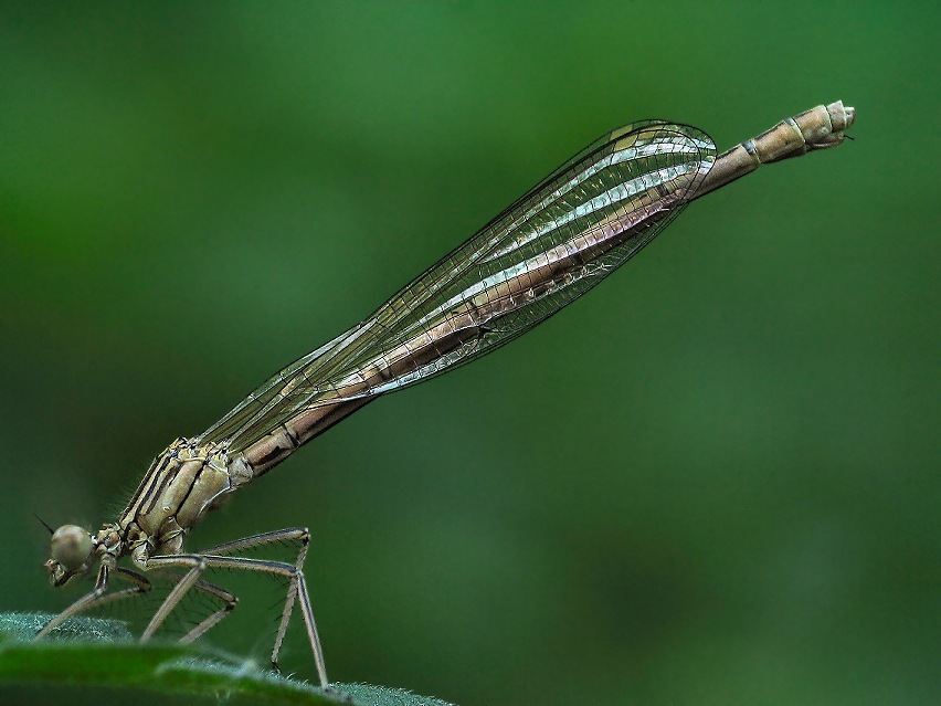 Dragon Fly 3