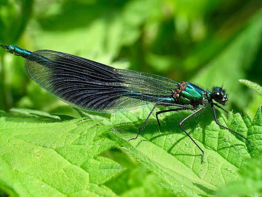 Dragon Fly 4