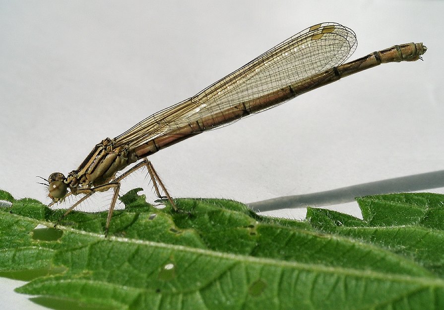 Dragon Fly 5