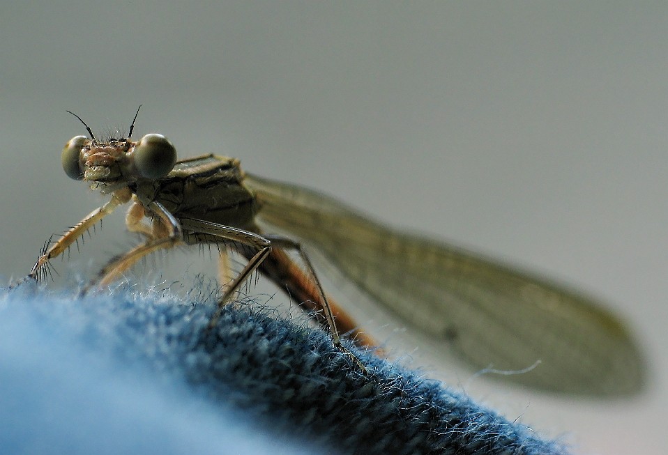 Dragon Fly 6
