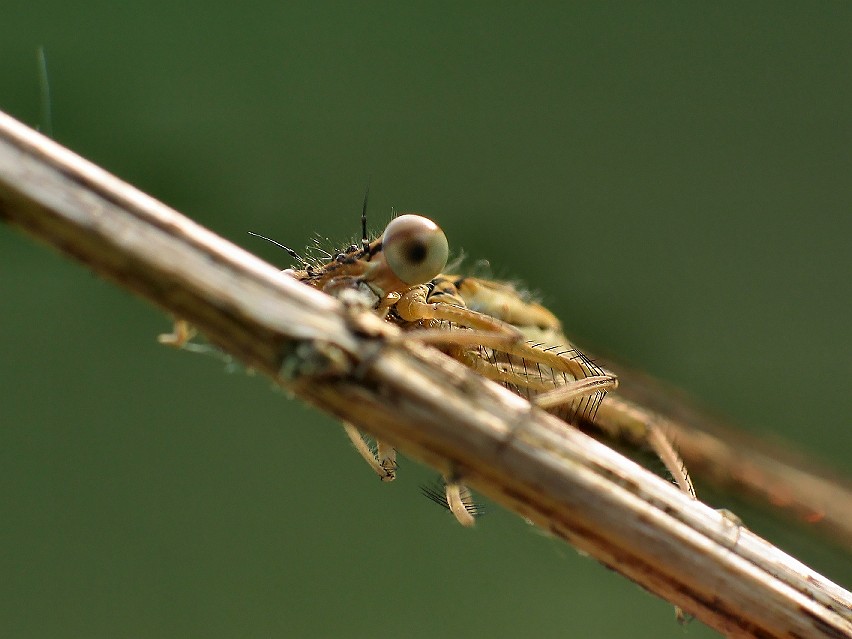 Dragon Fly 8