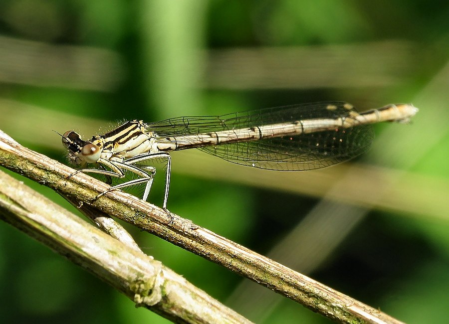 Dragon Fly 9