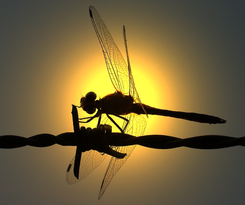 Dragon Fly Sunset