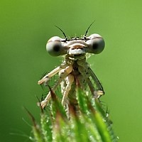 Dragon Fly 16