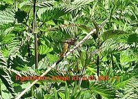 Dragon Fly 17