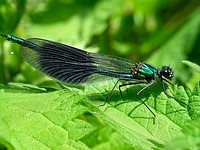 Dragon Fly 4