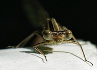 Dragon Fly 7