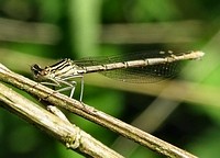 Dragon Fly 9