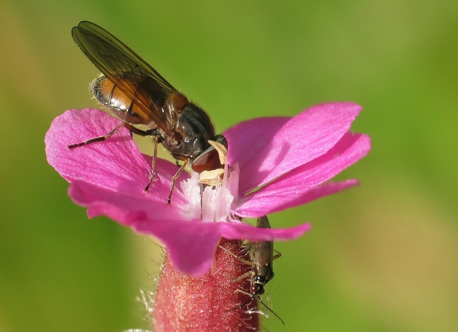 Magenta f�r 2