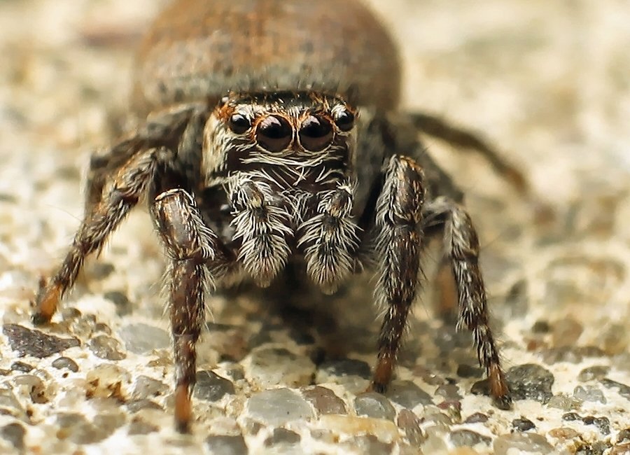 Spider 1