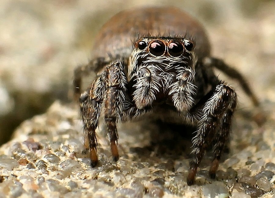 Spider 2