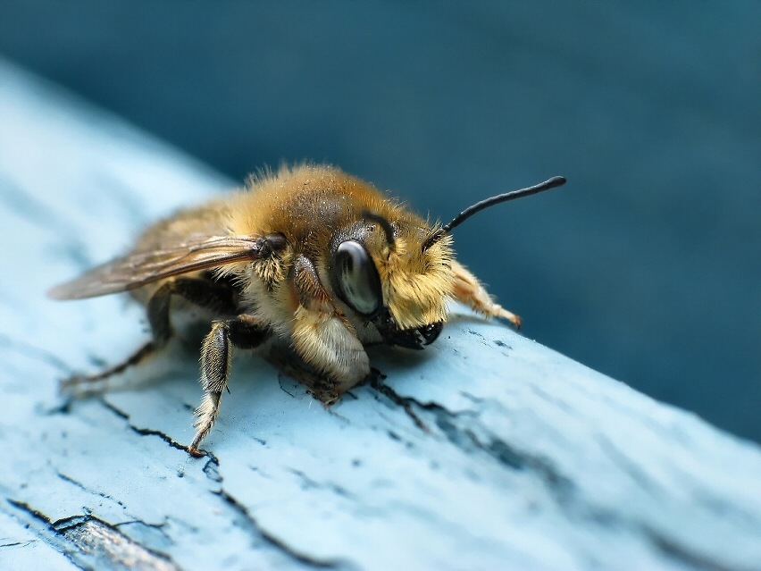 Bee in Blues