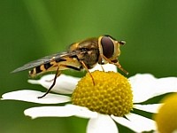 Schwebfliege3